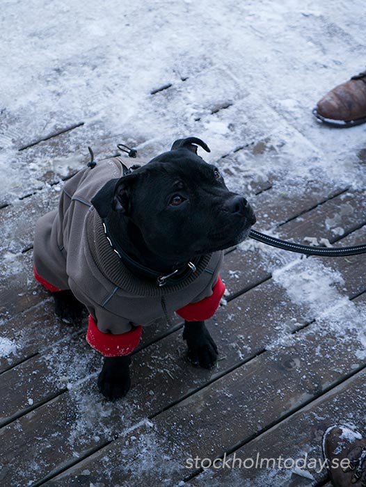stockholm today dog fashion