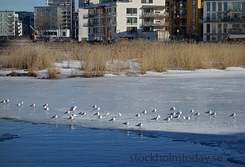 stockholm today birds