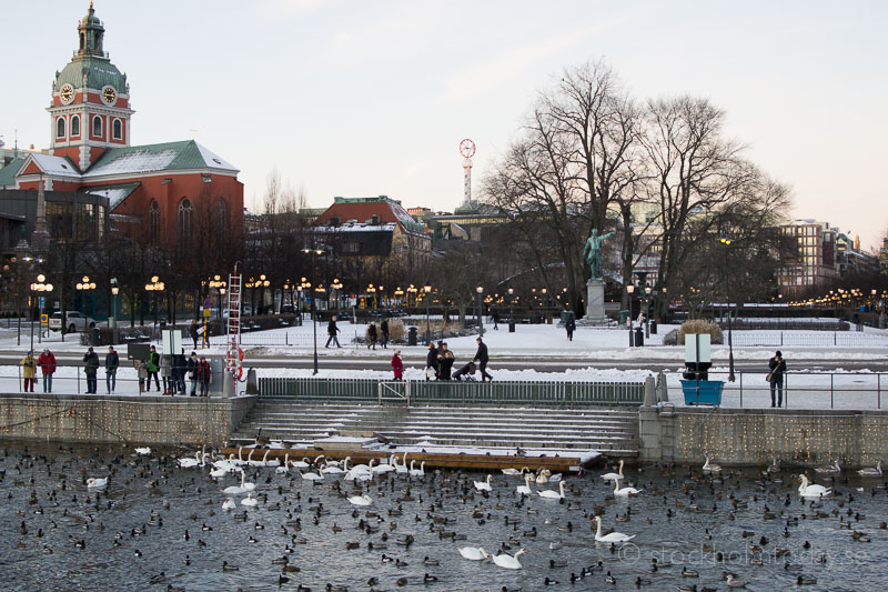 stockholm today swan feeding