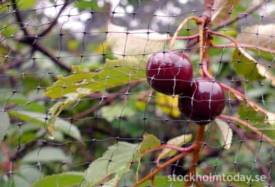 sweden today berries apples