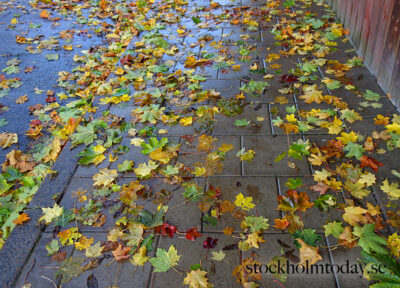 stockholm autumn leaves
