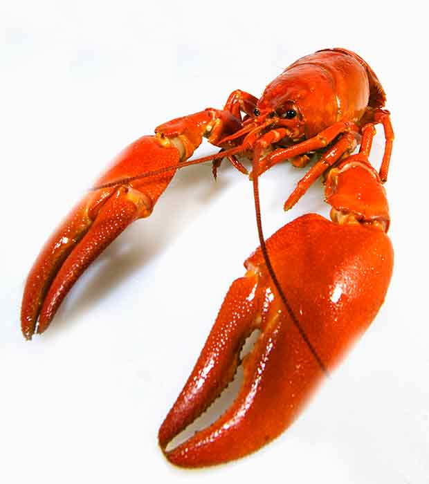 crayfish stockholm