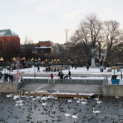 stockholm today swan feeding