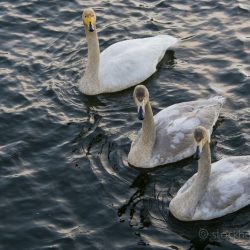 Swans in Stockholm