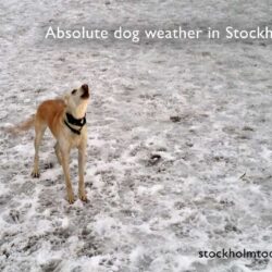 Dog weather in Stockholm