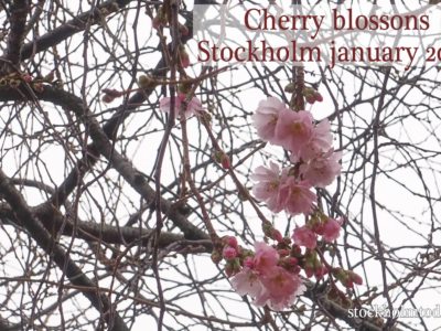 Cherry Blossom in January!