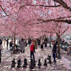 Cherry Blossom Stockholm